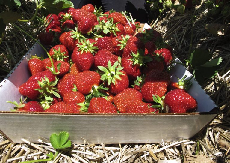 Frozen strawberries recalled after being linked to hepatitis A outbreak