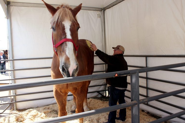 World’s tallest horse dies
