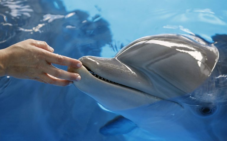 Las Vegas resort temporarily closes dolphin habitat after third animal death