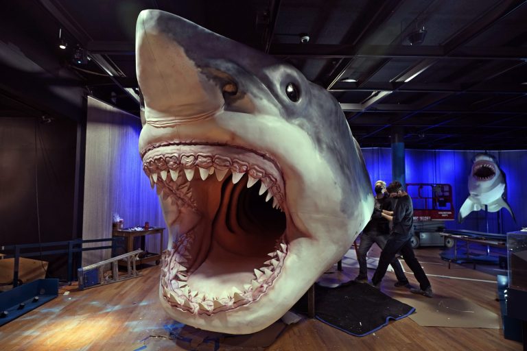 Show and tell: Boy shocks class with 3 million-year-old shark tooth discovery