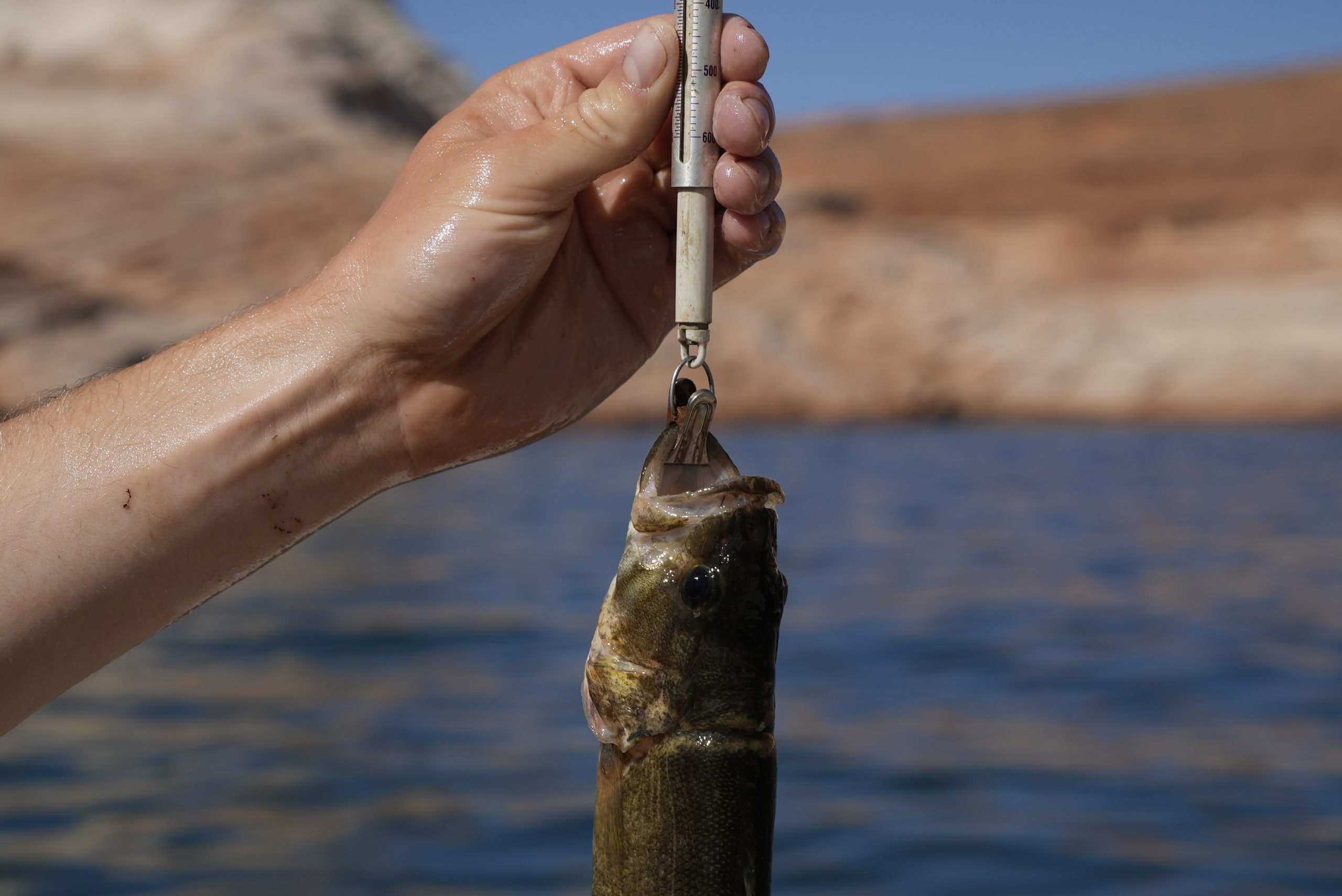 Something’s fishy: Uproar as weights and extra fillets found in winning catch