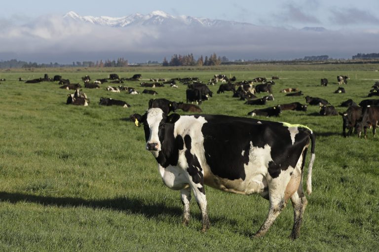 FILE - Dairy cows graze on a farm near Oxford, in the South Island of New Zealand on Oct. 8, 2018. Cows in New Zealand are being fed Kowbucha as a means to lower methane-emitting burps from the cows. (AP Photo/Mark Baker, File)