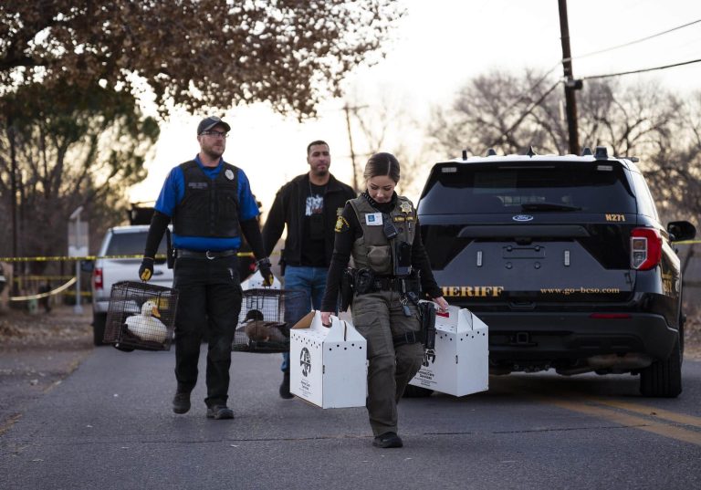 Bernalillo County Sheriff's deputies remove ducks and other animals from a home in Los Ranchos, where village municipal Judge Diane Albert and several pets were killed by her husband in what authorities said was a murder-suicide, Friday, Nov. 25, 2022. 