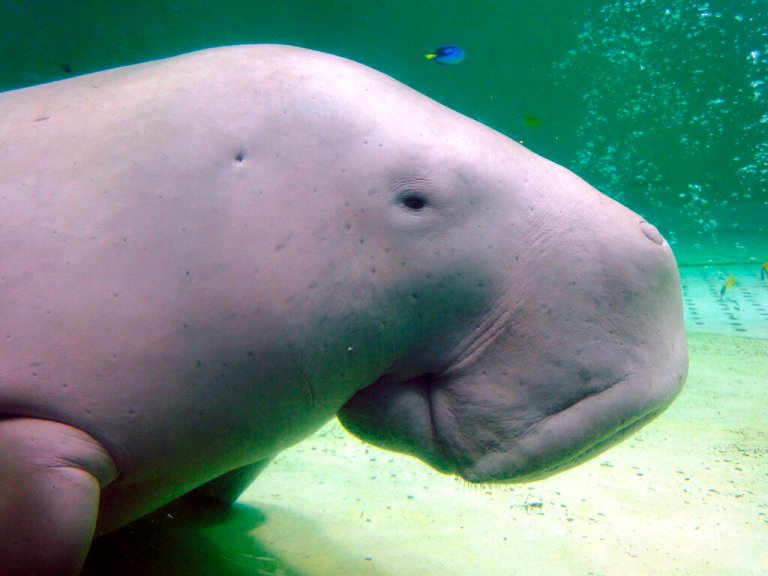 Serena, a dugong, swims at the Toba Aquarium in Toba, Japan on Sept. 5, 2012. Populations of the vulnerable species of marine mammal, numerous species of abalone and a type of Caribbean coral are now threatened with extinction.