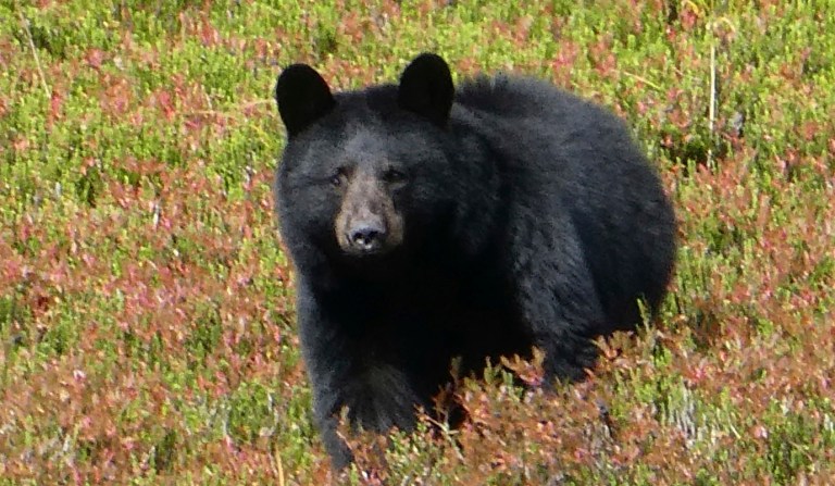 New report details key mistake that led to bear brutally mauling zookeeper