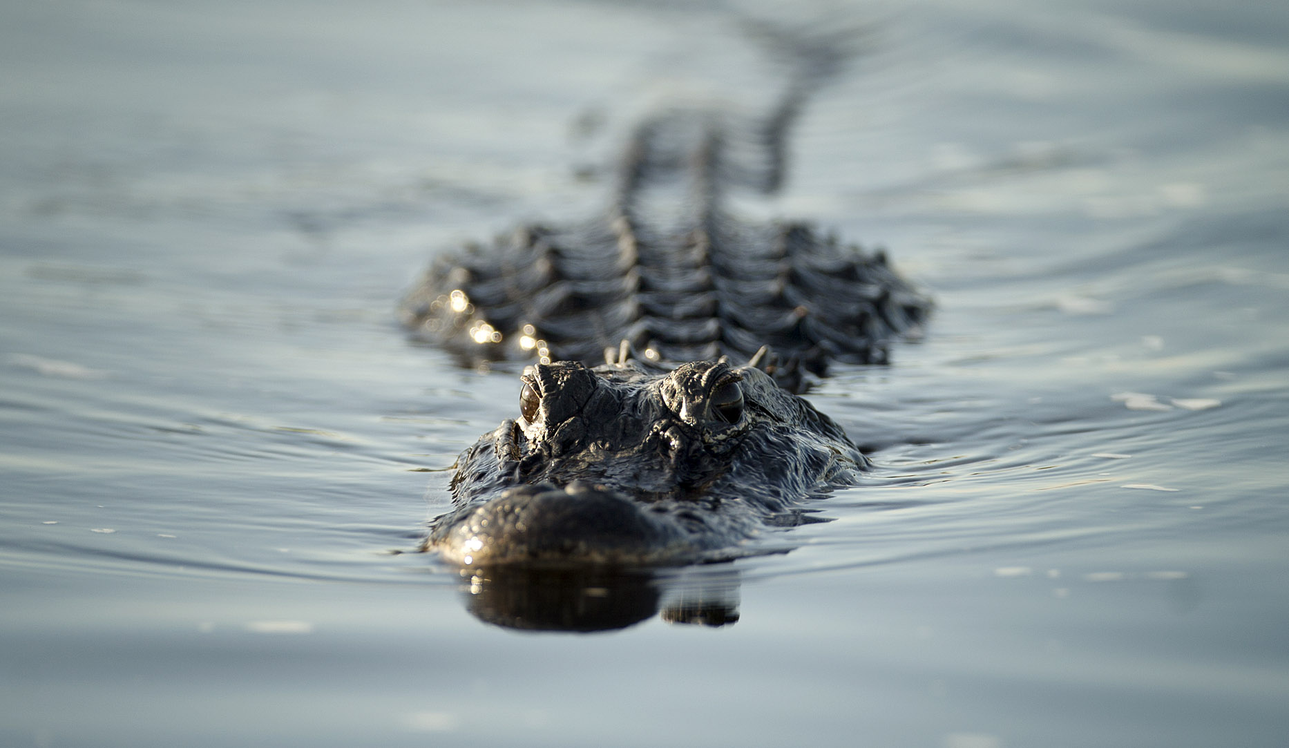 SEE IT: Alligator interupts school swim team practice