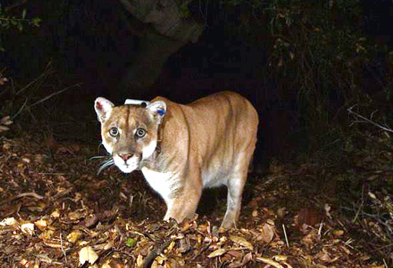 This November 2014 file photo provided by the National Park Service shows the Griffith Park mountain lion known as P-22.