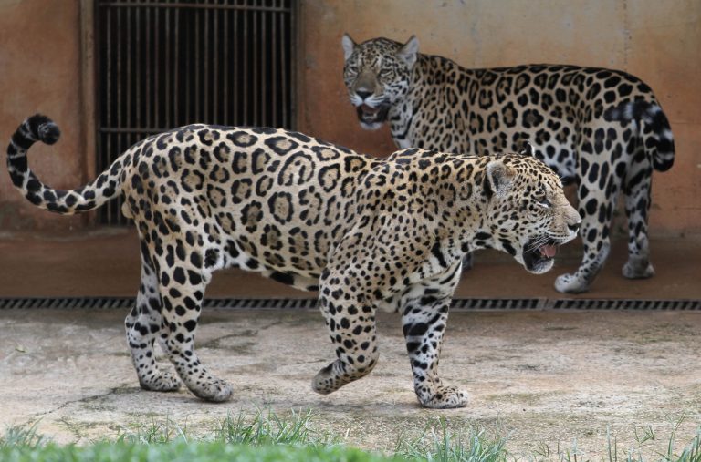 WATCH: Experts say jaguar sightings near border could signal return to US