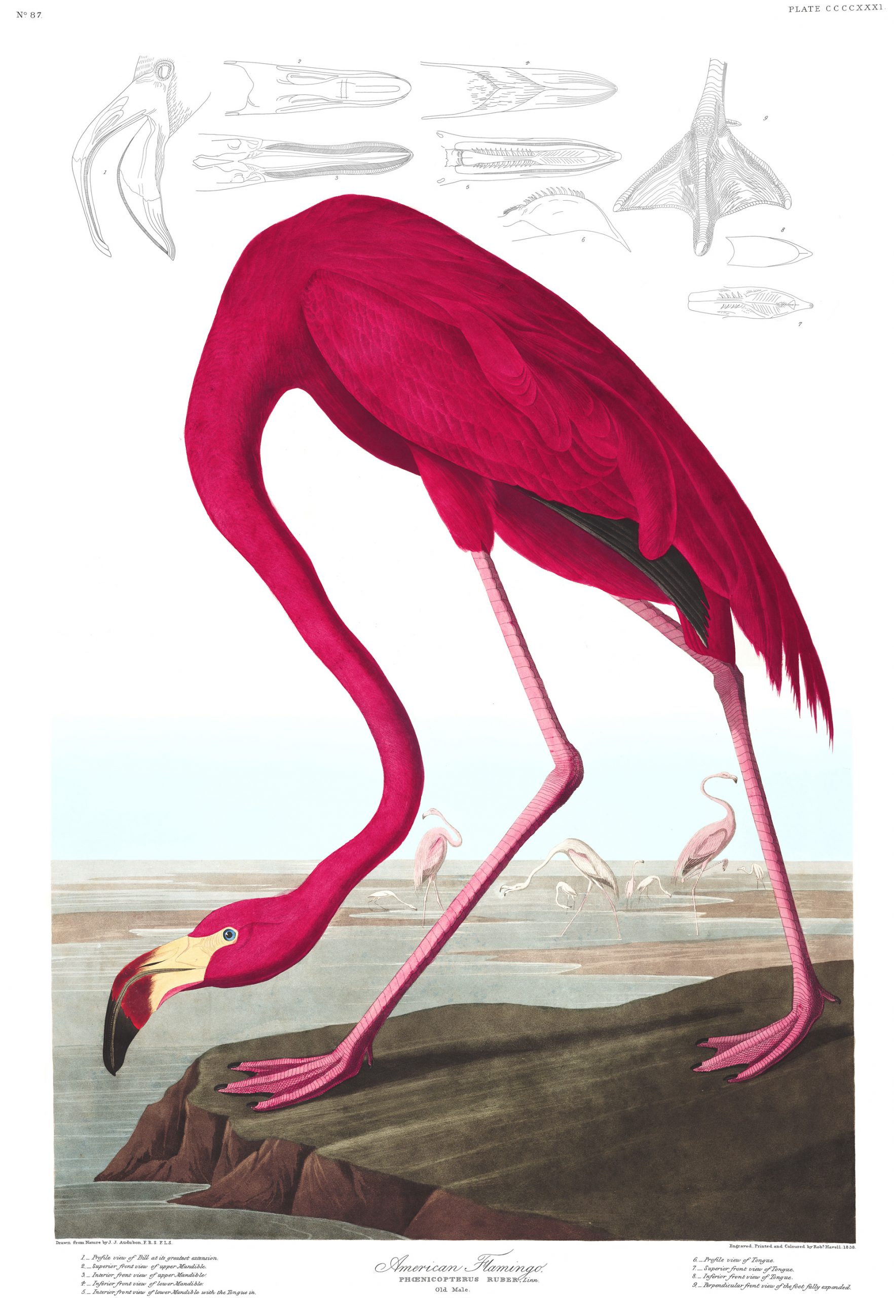 In ‘American Animals,’ the library’s copy of ‘Birds of America’ is open to the plate for the American flamingo.
