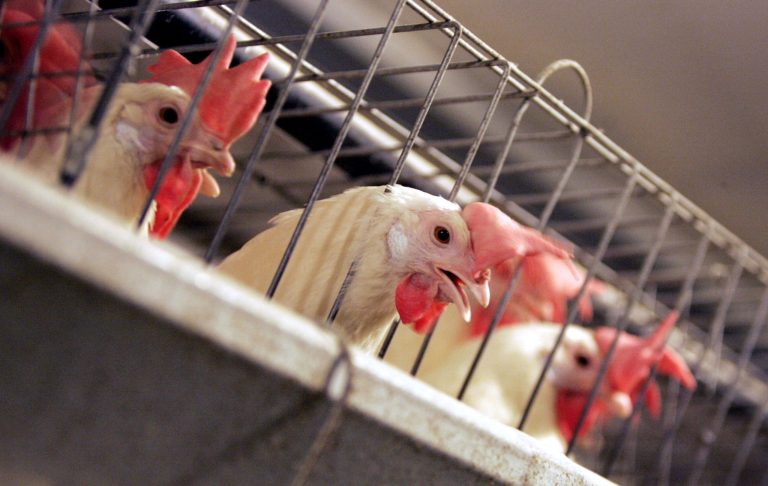 Farm bill takes aim at state animal welfare laws