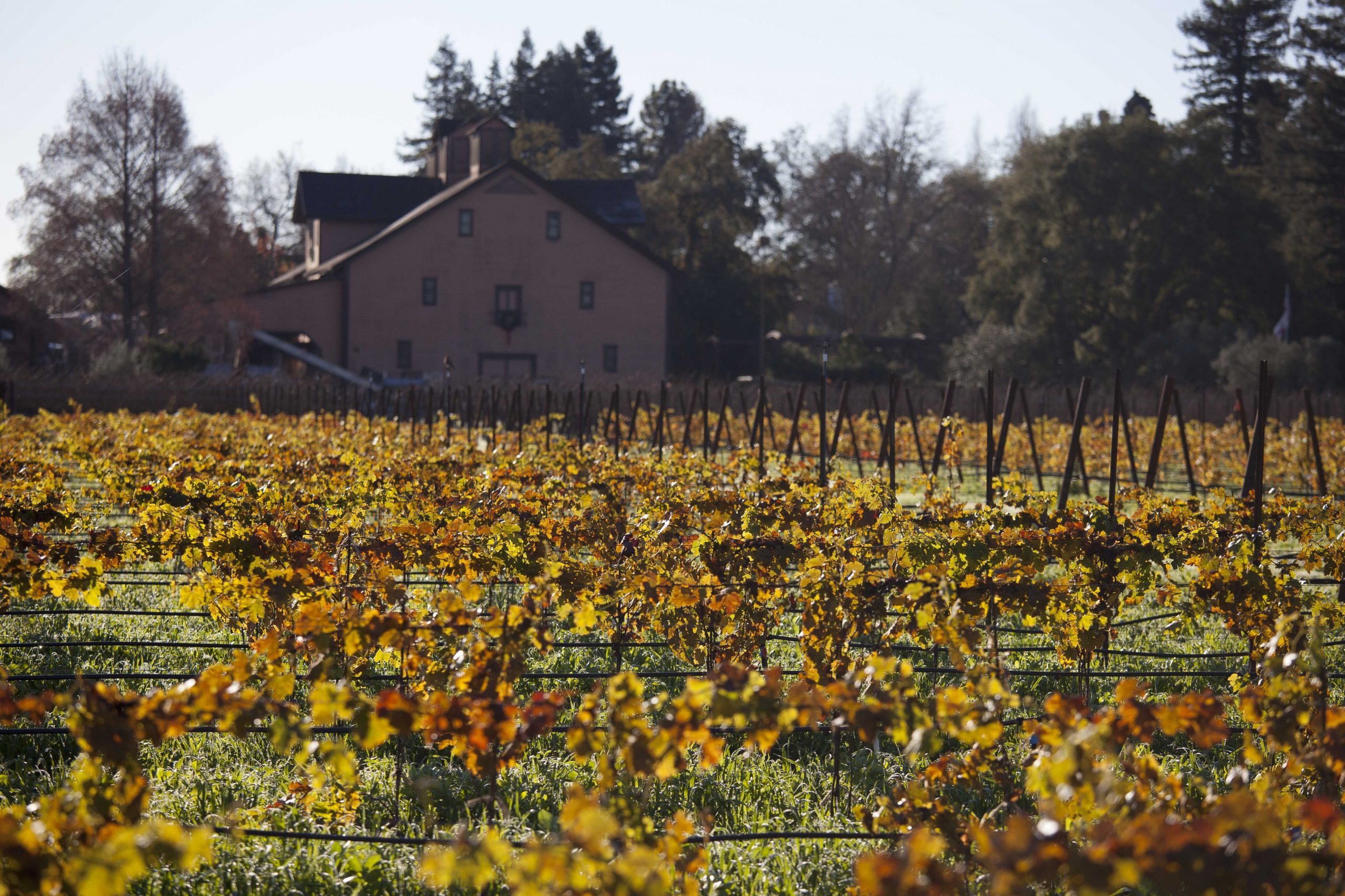 Massive Napa do-over prompts grape plant shortage