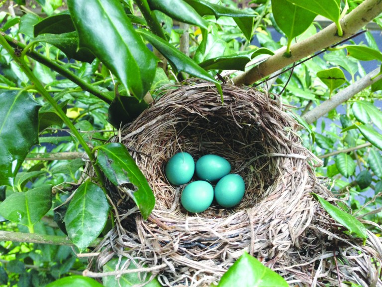 Meghan Cox Gurdon: By the side door, tiny lives in Tiffany blue eggs
