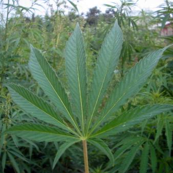 Pot Legalization vs. Science