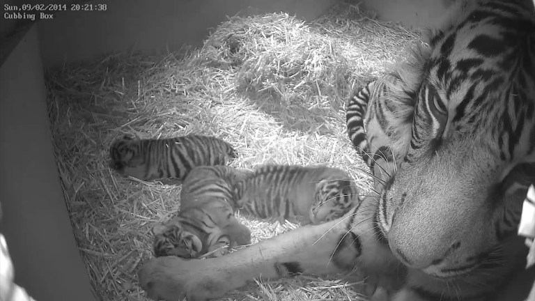 This Sunday Feb. 9, 2014 photo issued by the Zoological Society of London (ZSL) on Wednesday March 12, 2014, shows Sumatran tigress Melati with her as yet unsexed triplet Sumatran tiger cubs which were born at the zoo to the five-year-old Sumatran tigress Melati on Feb. 3, 2014 following a 106-day pregnancy. (AP Photo/Zoological Society of London)