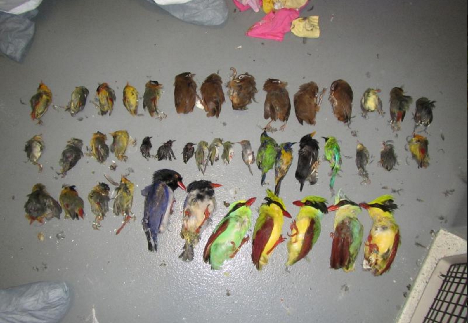 US man smuggled 93 exotic birds in luggage from Vietnam to LAX