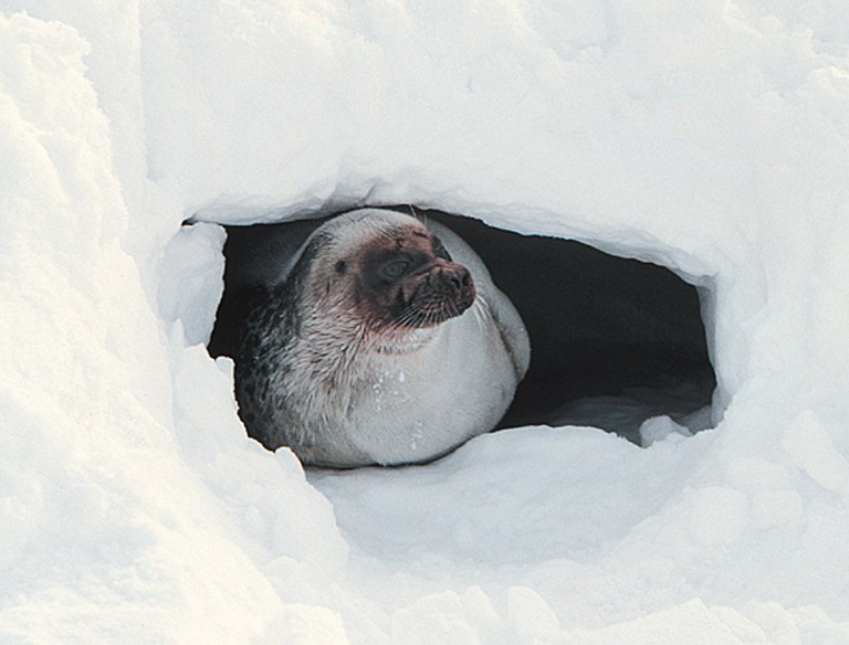   FILE - In this April 30, 2001 file photo provided by Brendan P. Kelly, a ringed seal looks out of a snow cave on the ice off of Barrow, Alaska. Ringed seals, the main prey of polar bears, and bearded seals in the Arctic Ocean will be listed as threatened under the Endangered Species Act, the National Oceanic and Atmospheric Administration announced, Friday, Dec. 21, 2012. (AP Photo/Brendan P. Kelly, File)  