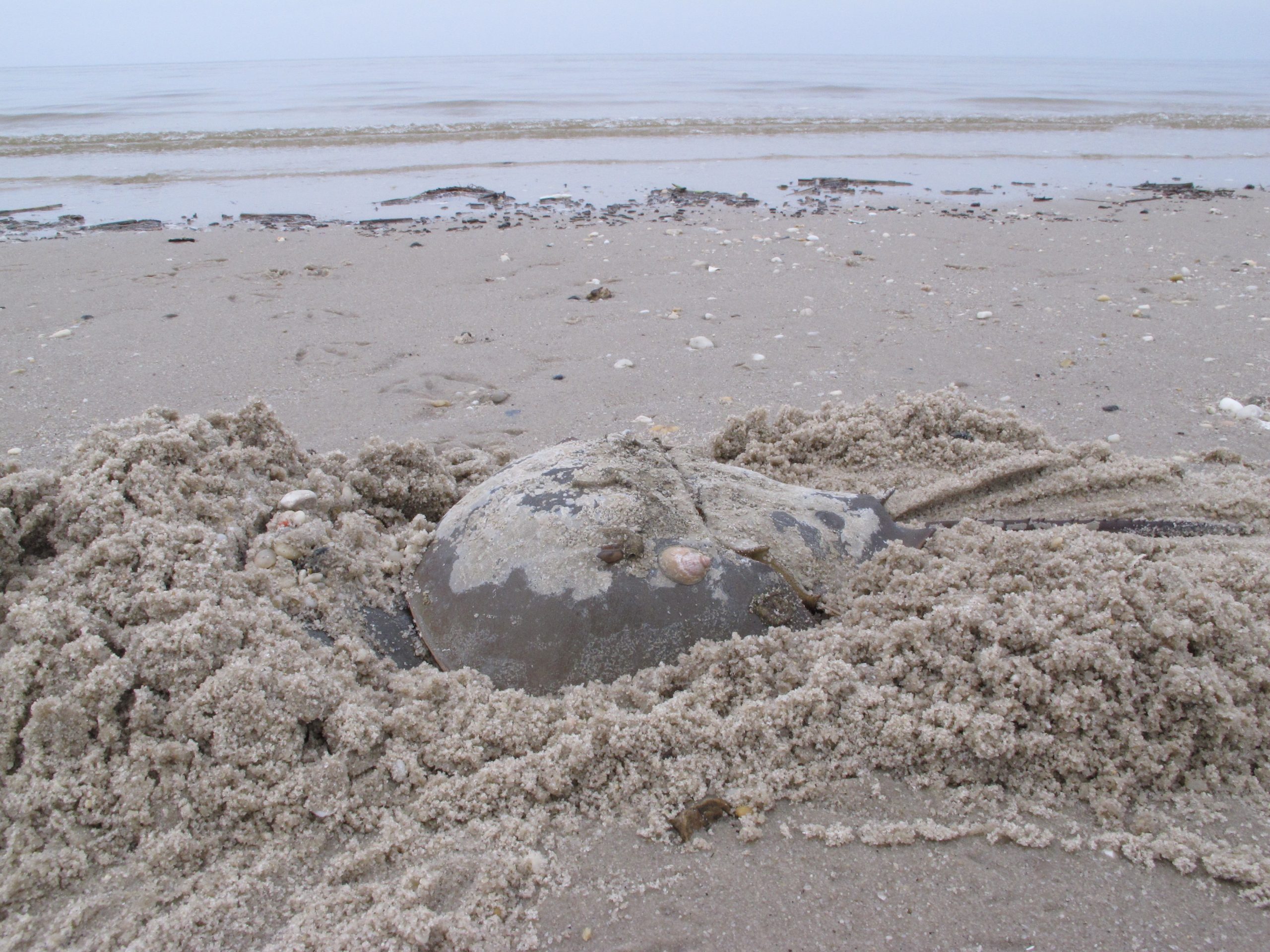 Beach rehab project targets the other Jersey shore
