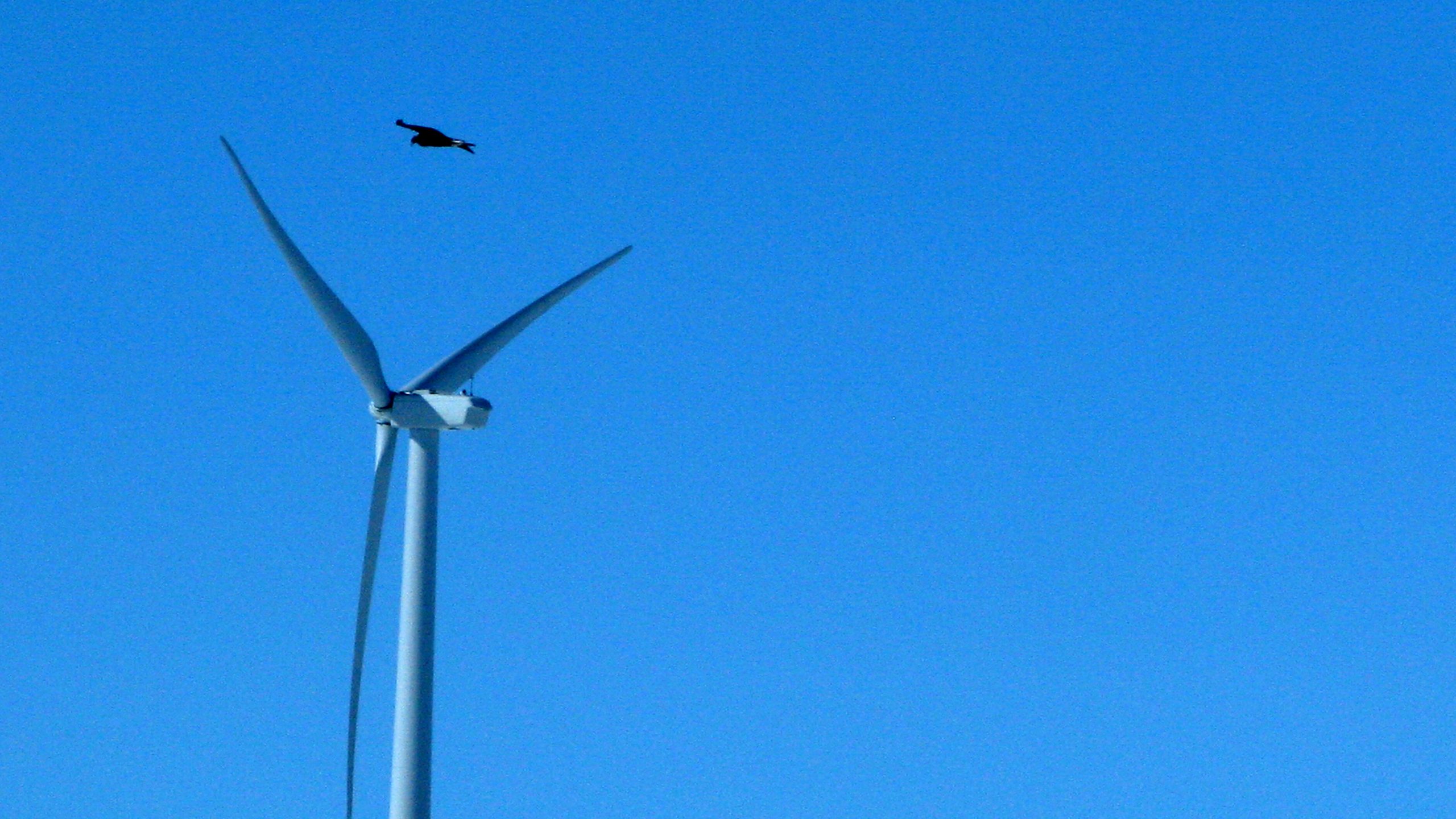 Wind energy company pleads guilty to eagle deaths