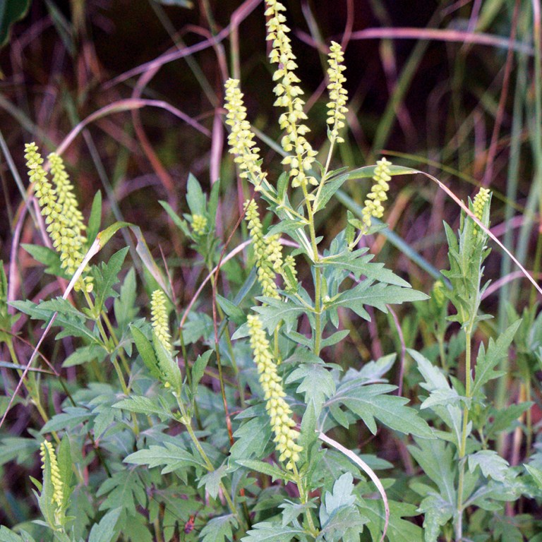 Alarmists: Climate Change Could Spread Ragweed! (And Good Plants, Too)
