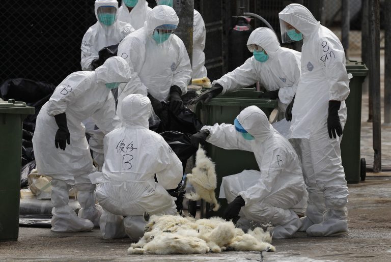 Health workers in full protective gear pick up a killed chicken after suffocated them by using carbon dioxide at a wholesale poultry market in Hong Kong, Tuesday, Jan. 28, 2014. Hong Kong authorities began culling 20,000 birds at a wholesale market after poultry from southern mainland China tested positive for the H7N9 virus, the first time it had been found in imported poultry in Hong Kong. (AP Photo/Vincent Yu)