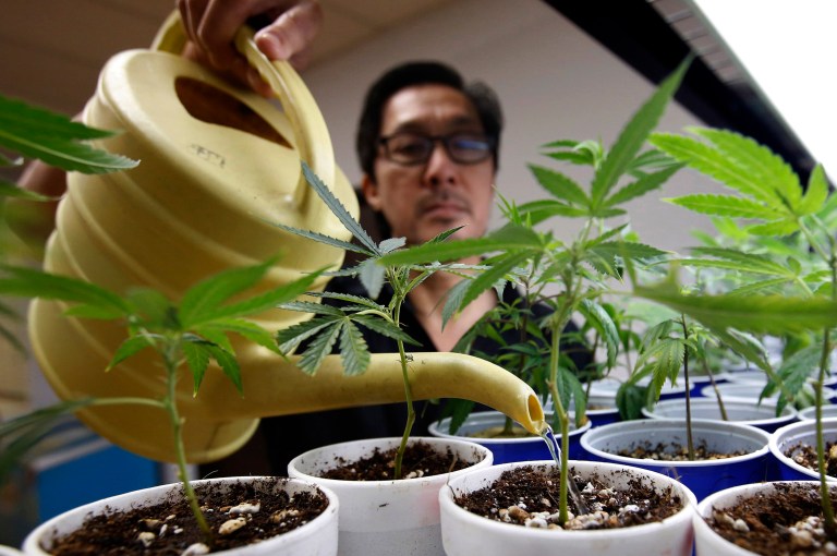 A vote to legalize recreational marijuana in Nevada could help tip the scales in Democrats' favor. (AP Photo/Rich Pedroncelli, File)