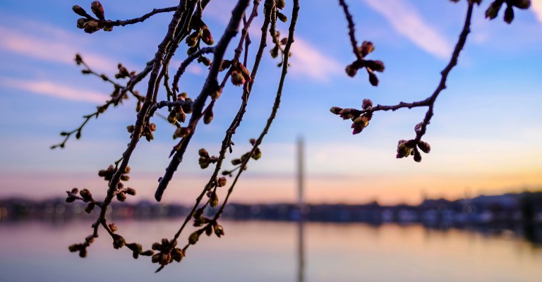 Paddleboaters at DC Cherry Blossom Festival find dead body in Tidal Basin