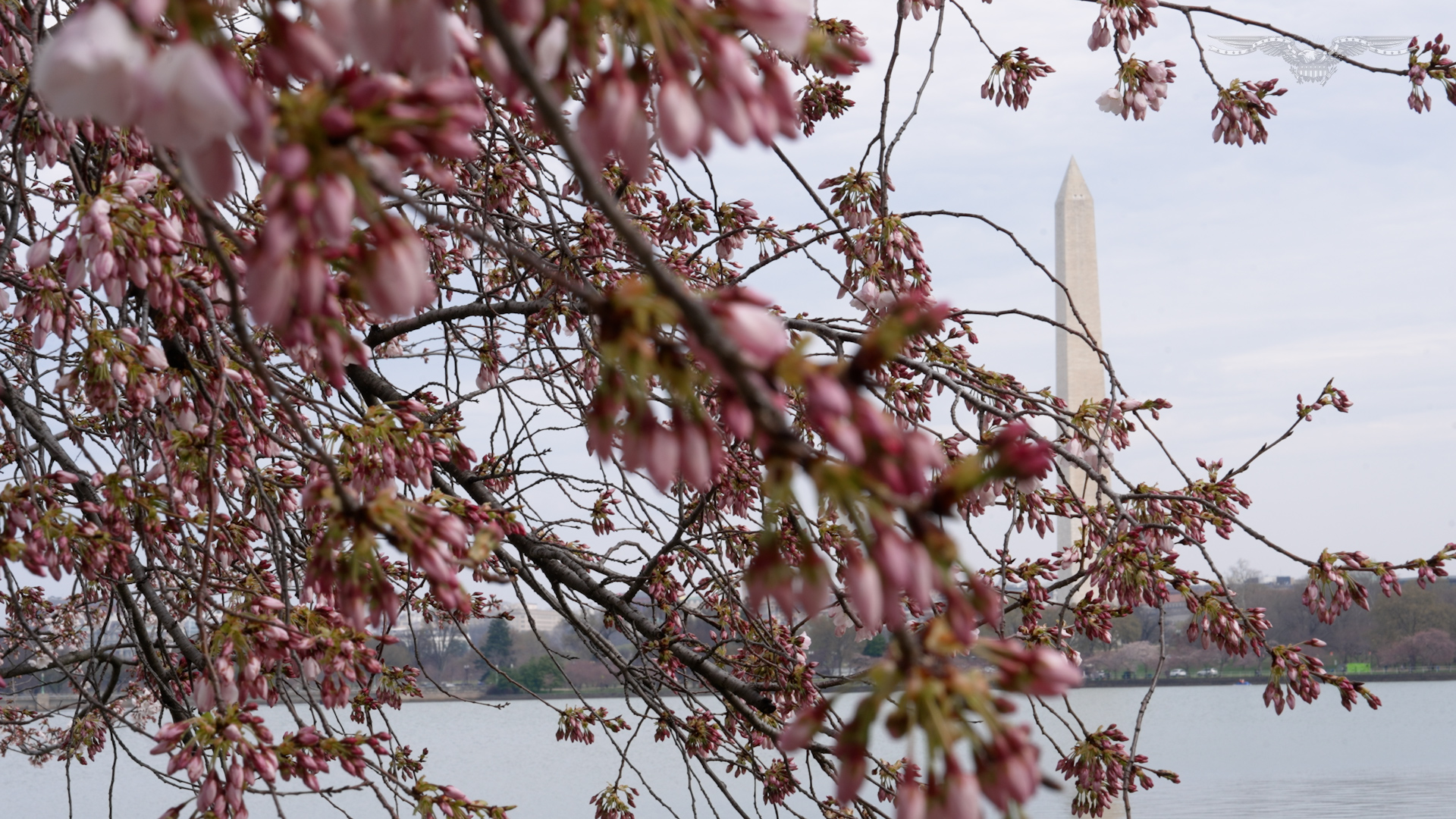 Cherry Blossom washinton monument.jpg