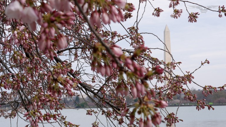 DC cherry blossoms: Top places to get your fix around Washington