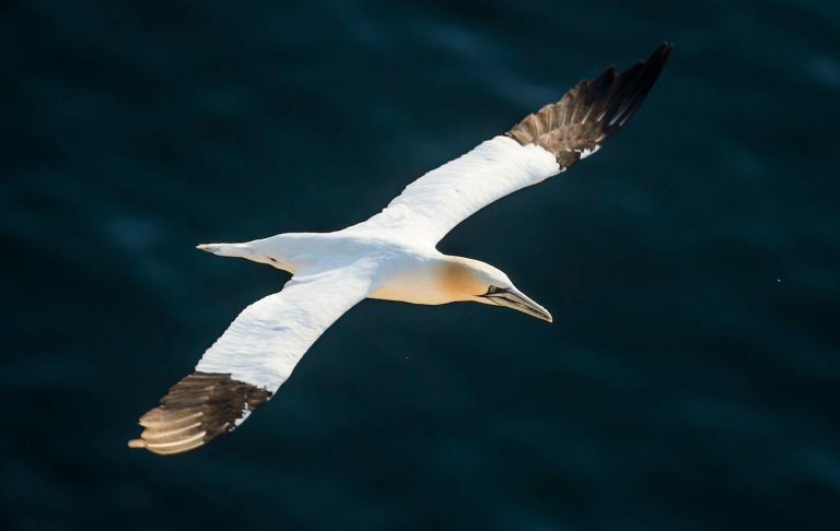 Afternoon Links: Maryland Attorney General to File Frivolous Lawsuit, Cloned Crayfish, and Bird Rape Culture