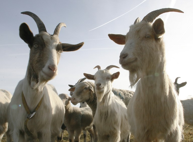 Serenity Acres Goat Dairy Farm in Pinetta, Fla., is naming one of its 