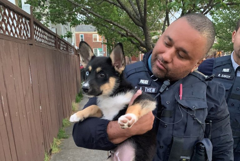 Pablo the dog is held by a law enforcement officer after being rescued in Washington, D.C.