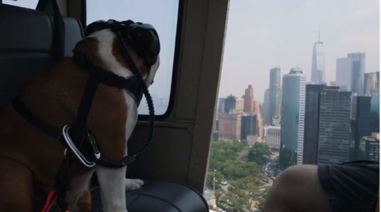 Open-door NYC helicopter tours for dogs ignite serious concerns