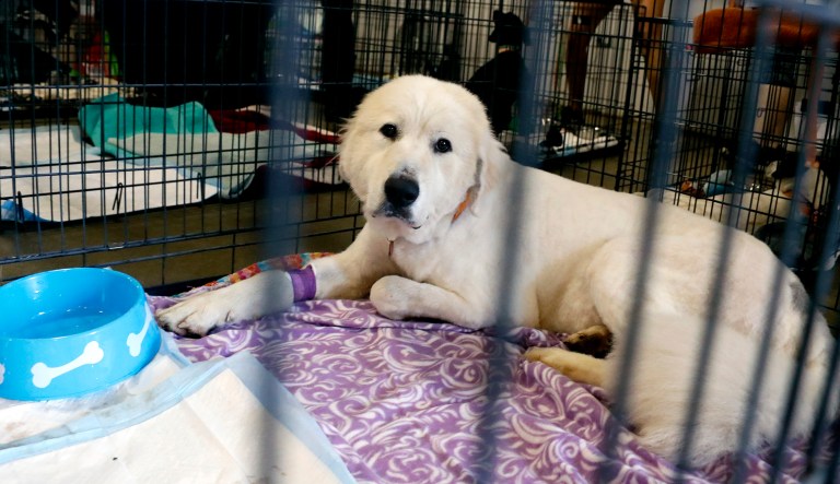 Pearl, a Great Pyrenees that was one of the animals rescued from an animal shelter in Carteret County, N.C., looks out from her cage in the Holshouser Building on the North Carolina State Fairgrounds in Raleigh, N.C. on Monday, Sept. 17, 2018.