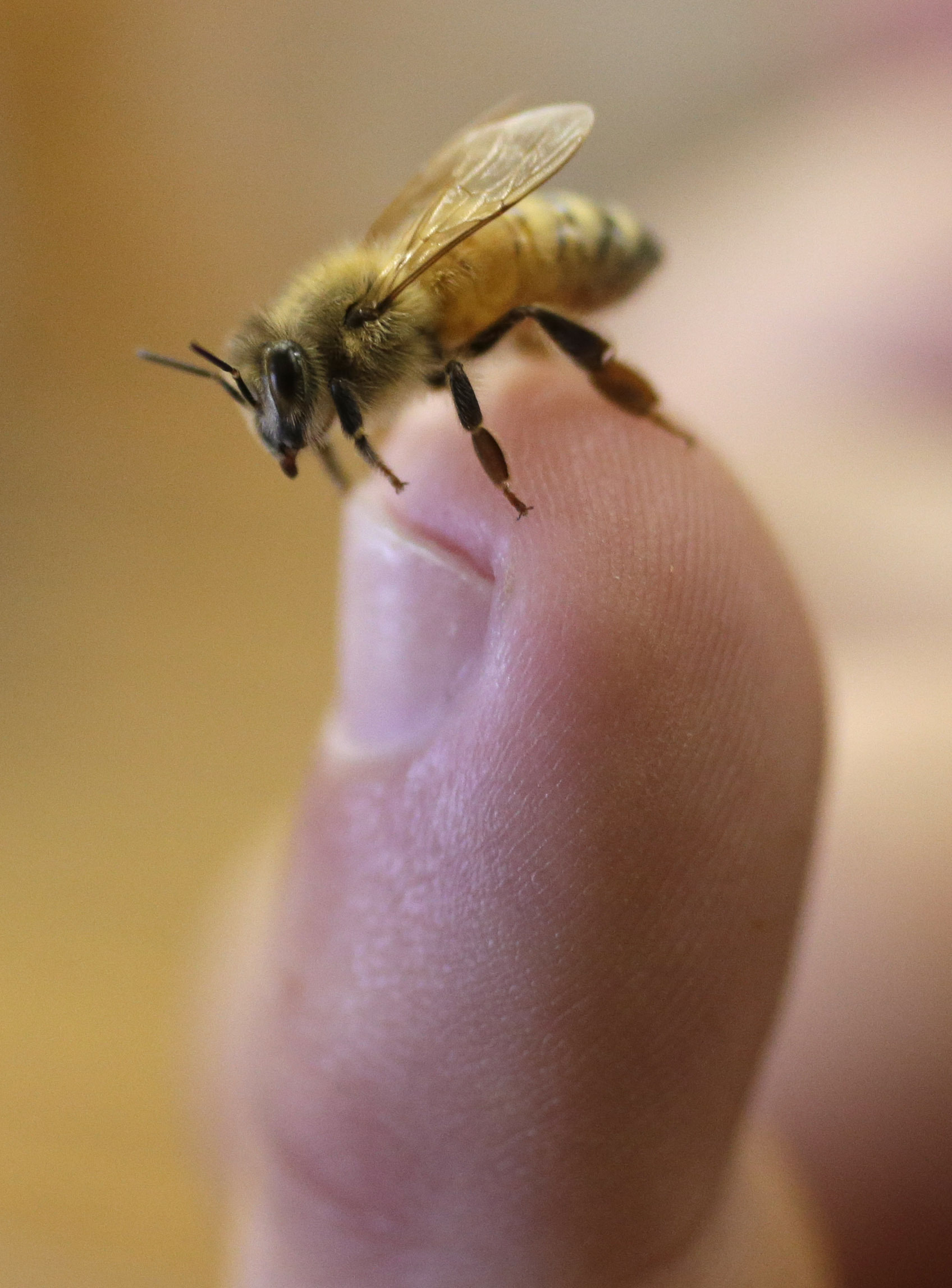 Record drought saps California honey production