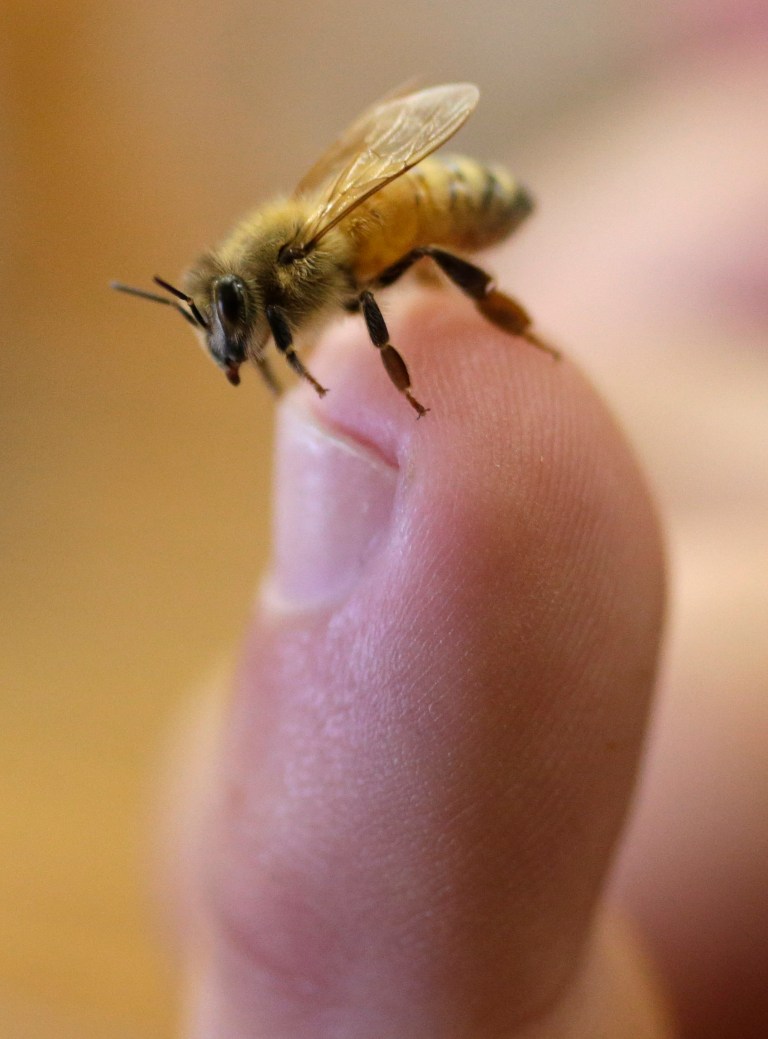 In this Wednesday, July 16, 2014 photo, a bee rests on Mike Brandi's finger at the Gene Brandi Apiary in Los Banos, Calif. The state is traditionally one of the country's biggest honey producers, with abundant crops and wildflowers that provide nectar that bees turn into honey. But a three-year drought has left hillsides barren and forced farmers to tear out orchards and leave fields fallow. (AP Photo/Marcio Jose Sanchez)