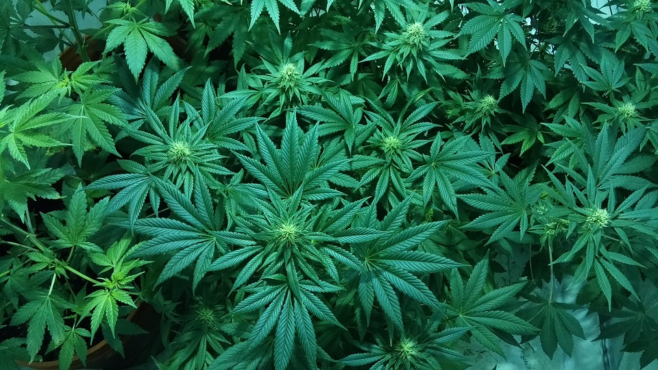 Mind the Link: Marijuana Heightens the Risk of Psychosis