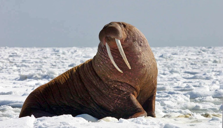 The decision not to list the Pacific walrus as endangered or threatened under the Endangered Species Act reverses an Obama administration finding that the walrus deserved protection. (Joel Garlich-Miller/U.S. Fish and Wildlife Service via AP)