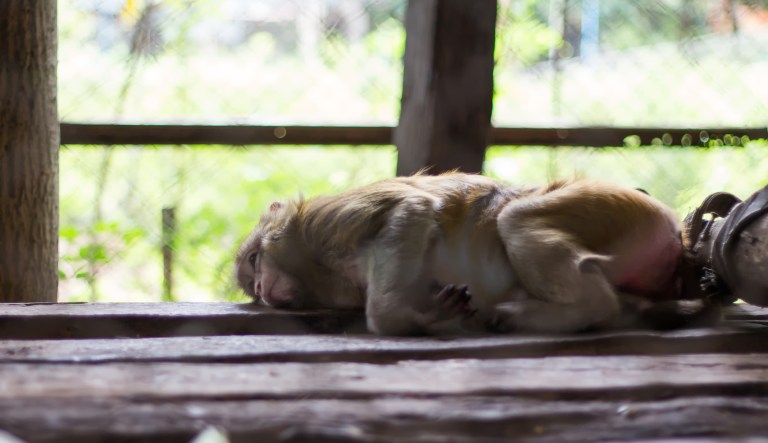 According to a recent report, Volkswagen, with fellow German carmakers Daimler and BMW, paid for an experiment using monkeys in rigged studies meant to produce lower pollution levels. (iStock Photo)