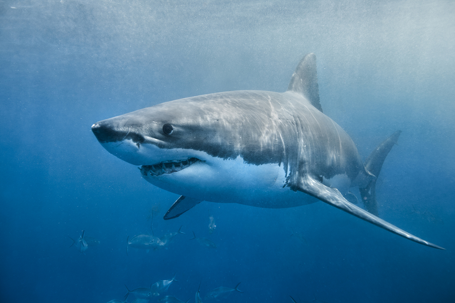 Sharks are misunderstood — and worth protecting