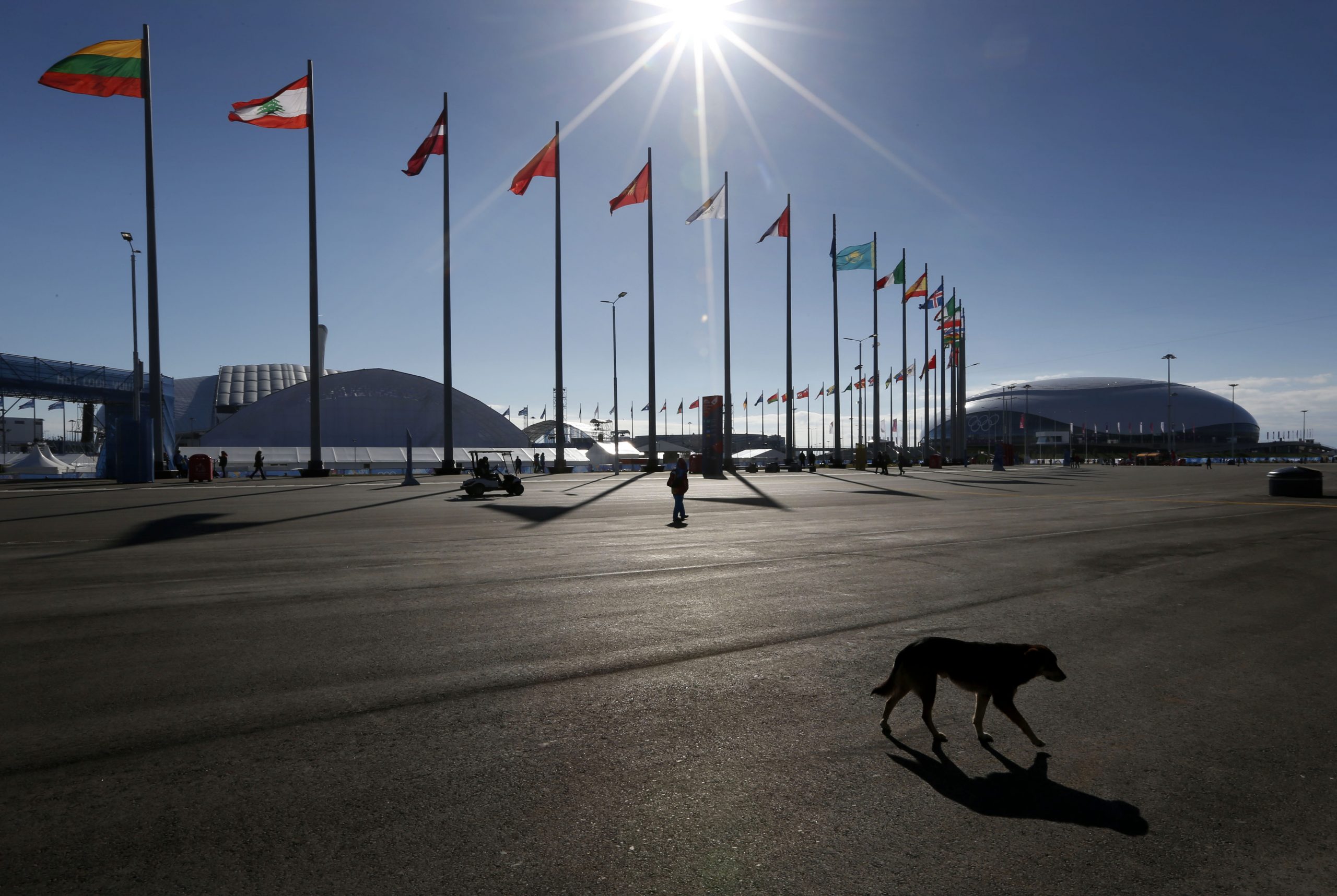 SOCHI SCENE: Stray dog danger