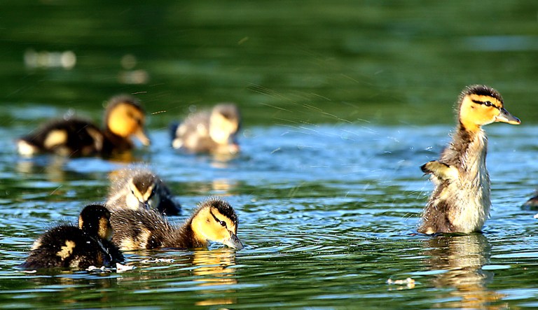 Nearly 80 ducklings have been found dead in the Lincoln Memorial Reflecting Pool. Examinations by federal clinicians showed that the cause of death was 
