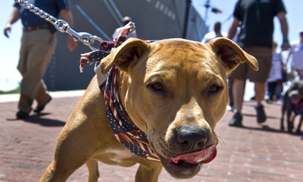 Md. court’s ruling that pit bulls are ‘dangerous’ on hold