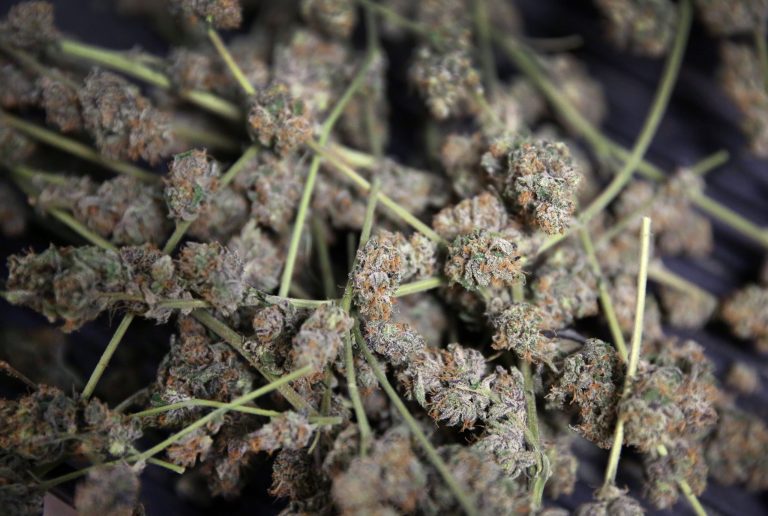 Marijuana is stored in bins for trimming and packaging in preparation to be sold retail at 3D Cannabis Center, in Denver, Friday Feb. 14, 2014. The marijuana industry breathed a sigh of relief Friday after federal banking regulators issued long-awaited permission for them to access basic banking services. (AP Photo/Brennan Linsley)