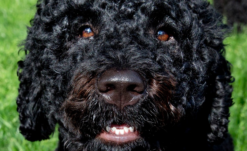 Obama’s dog bites White House visitor