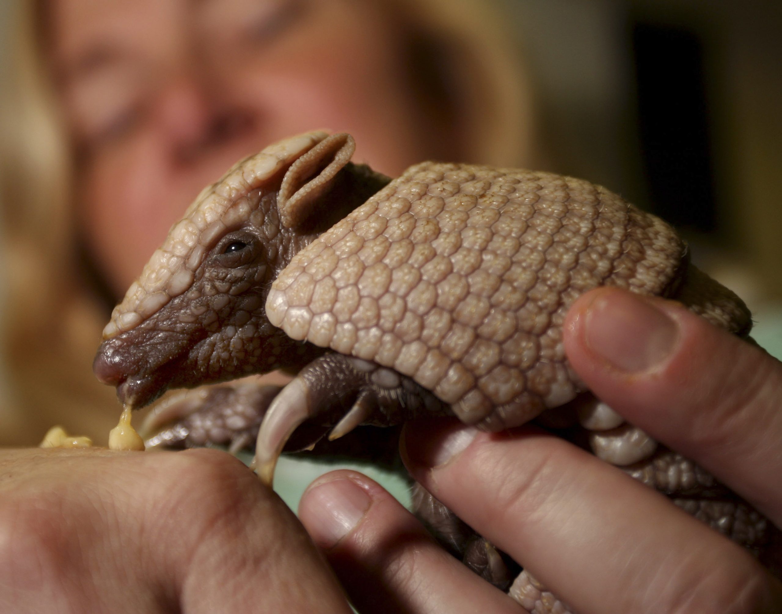 Brazil group launches campaign to save armadillo