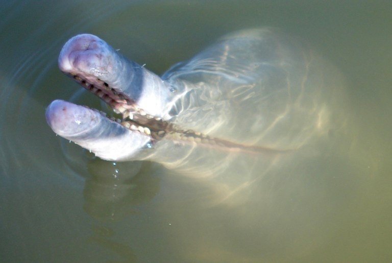 This undated 2014 photo released by the Federal University of Amazonas shows an Inia araguaiaensis dolphin in the Araguaia River in Amazonas state, Brazil.  Scientists say it is the first new river dolphin species discovered in nearly 100 years inhabiting the Araguaia River in Brazil's vast Amazon rainforest. The discovery was announced in January 2014 in a study by biologist Tomas Hrbek from the Federal University of Amazonas. Hrbek said it 