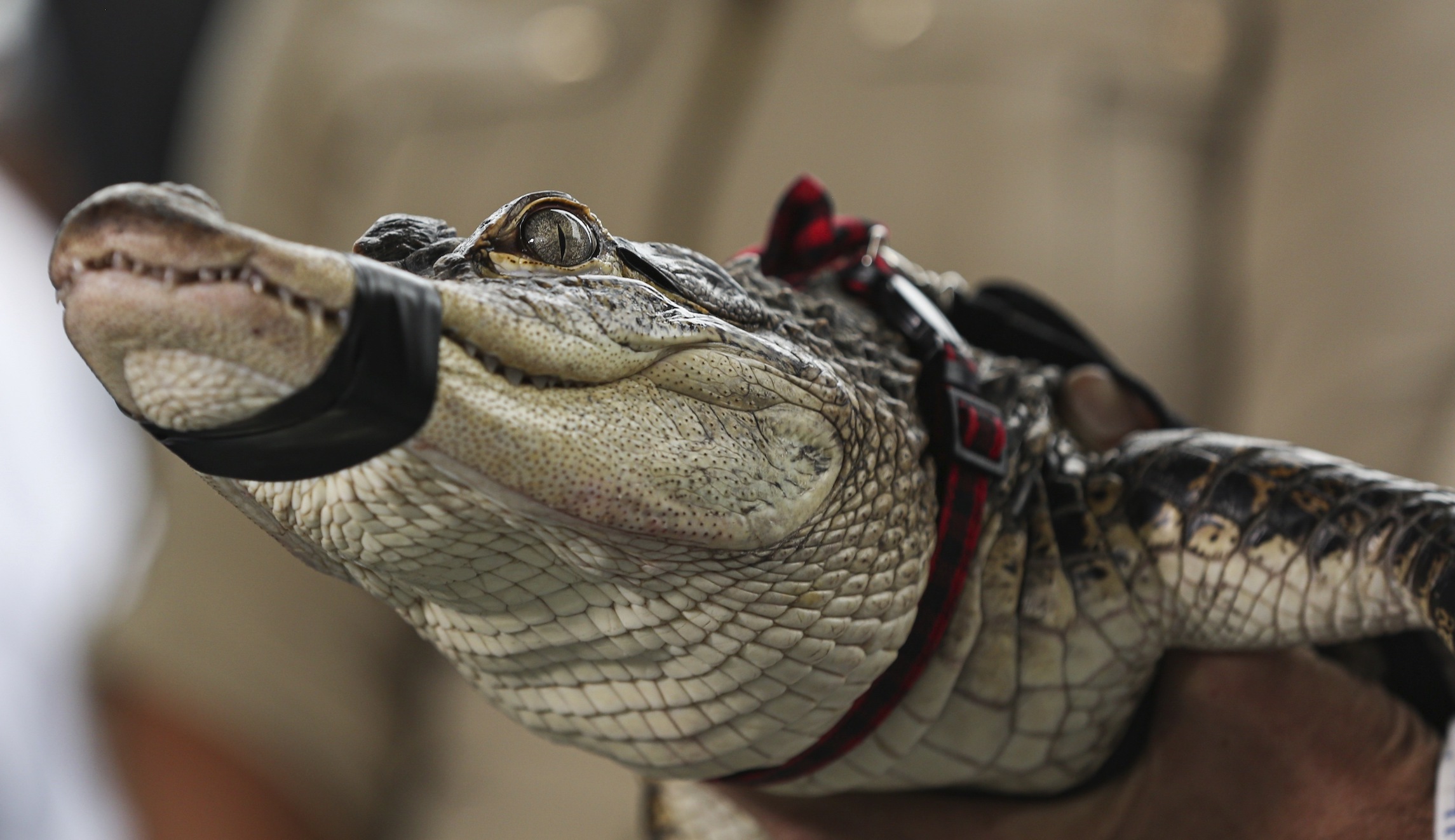 Trump asked about building alligator-filled border moat