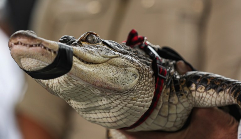 Florida alligator expert Frank Robb holds an alligator during a news conference, Tuesday, July 16, 2019, in Chicago. Robb captured the elusive alligator in a public lagoon at Humboldt Park early Tuesday.