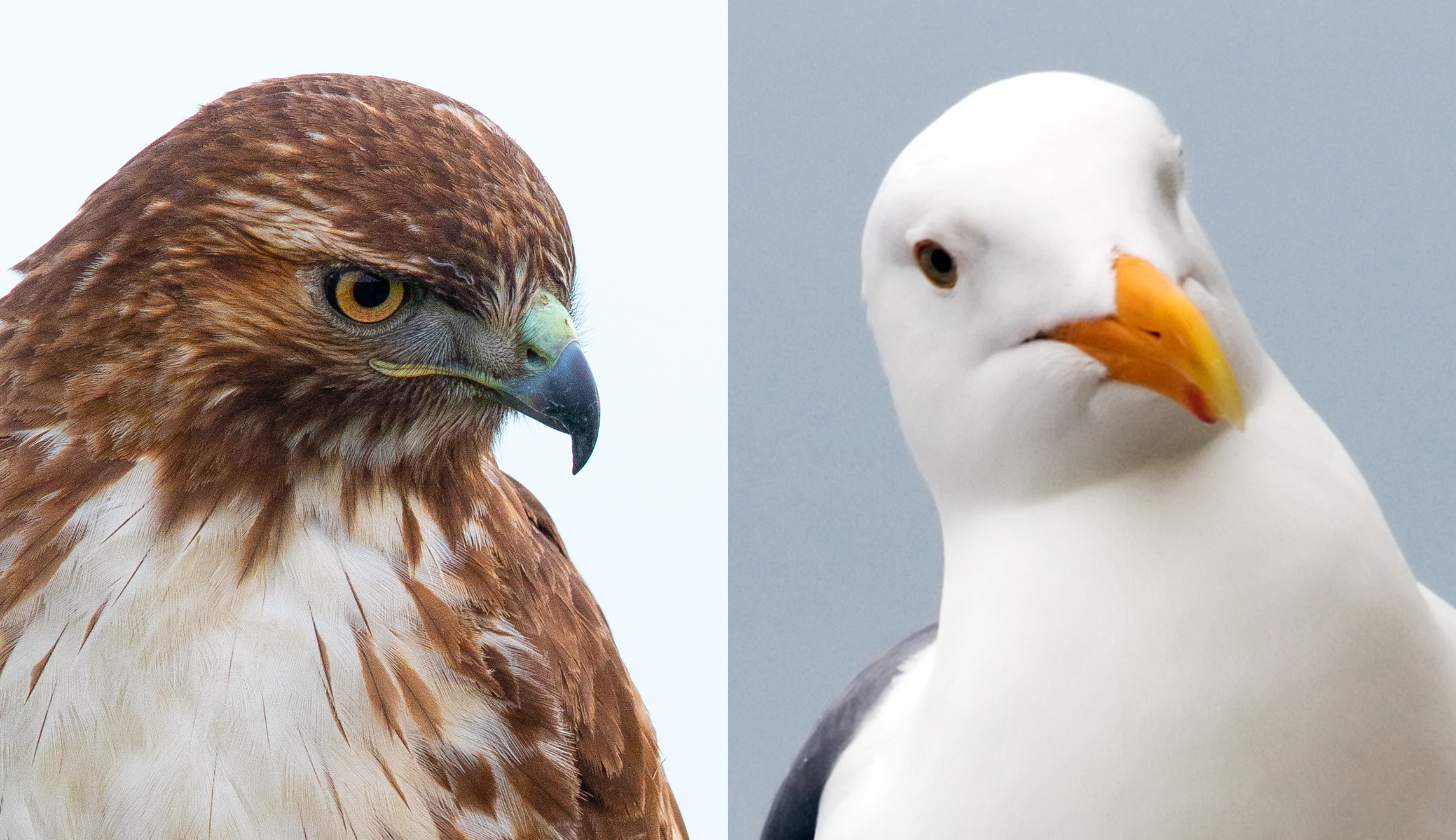 New Jersey town hires birds of prey to combat flocks of aggressive gulls