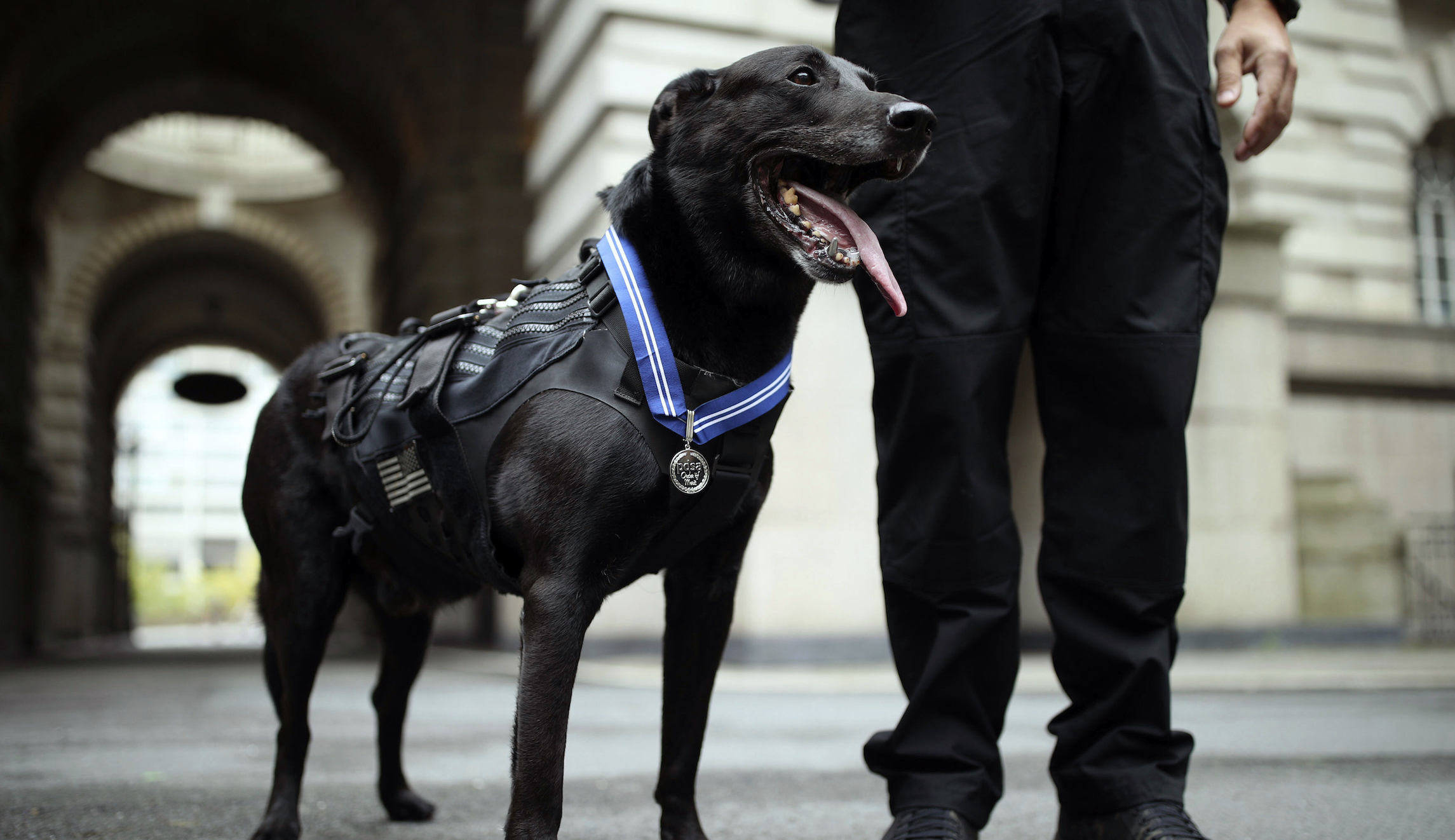 Secret Service dog who stopped White House intruder honored with award in Britain